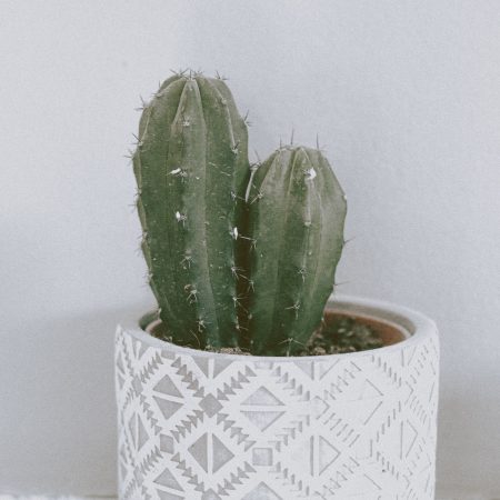 Potted Cactus The Office Ornaments House Plants Indoors Live Indoor Planters Small Plant Pots Indoor Houseplant