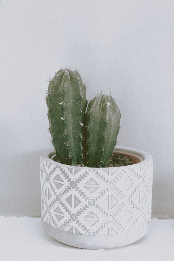 Potted Cactus The Office Ornaments House Plants Indoors Live Indoor Planters Small Plant Pots Indoor Houseplant